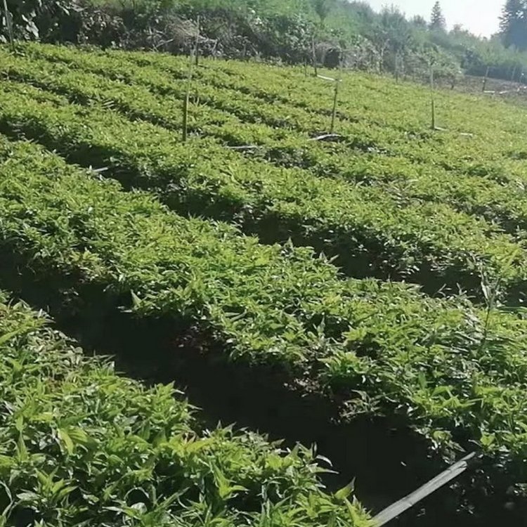 百部草小苗批发及其种植前景 质优价廉的百条根种植基地