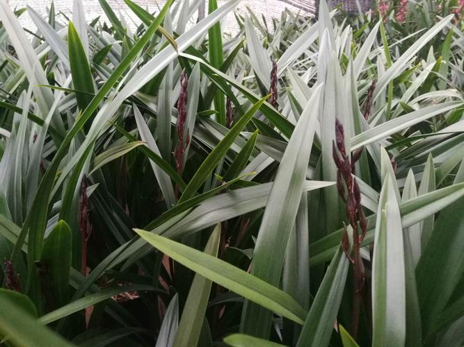 园艺展示 种植基地 生活需要绿色点缀